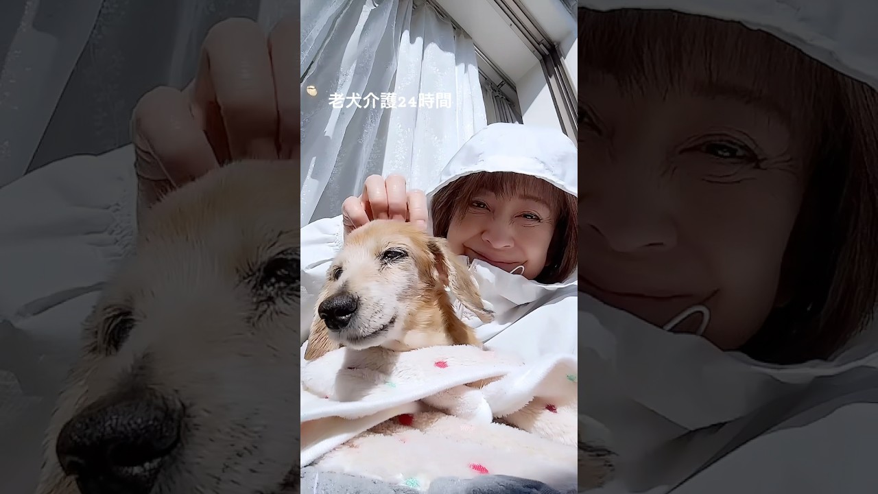 老犬心菜リハビリ頑張ってまーす🐶👍🏻　　　　　#shorts #老犬介護 #心菜しゃん #犬のいる暮らし #ミニチュアダックス