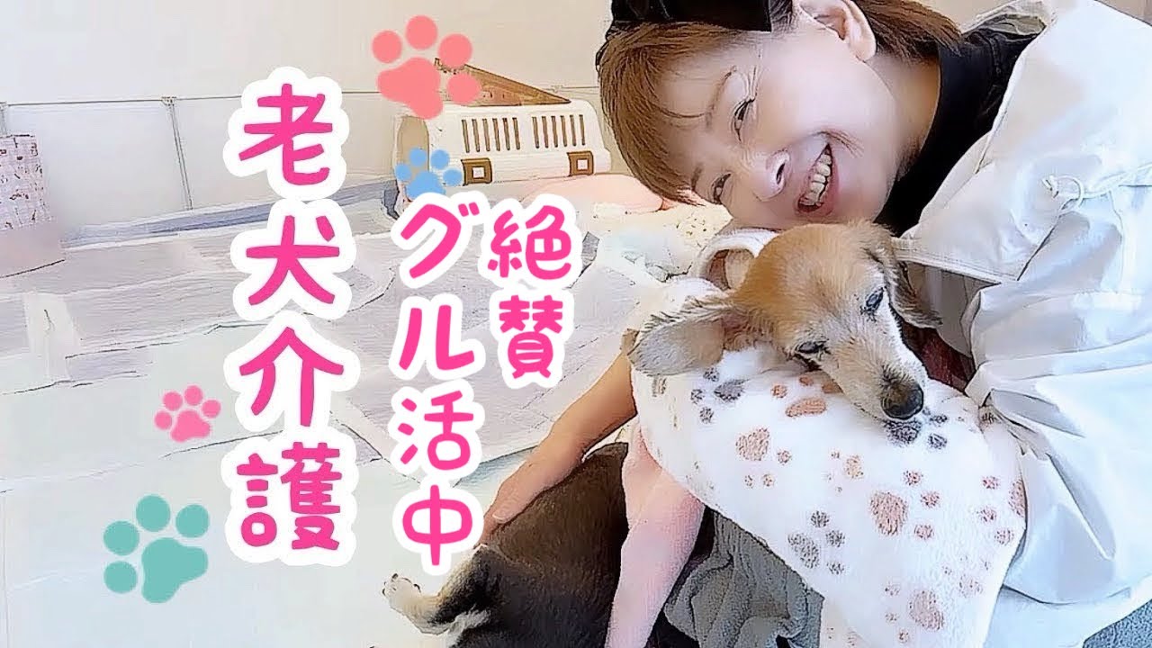てんかん発作後、寝たきりだった心菜が歩けるようになりました🐶【老犬介護No.138】