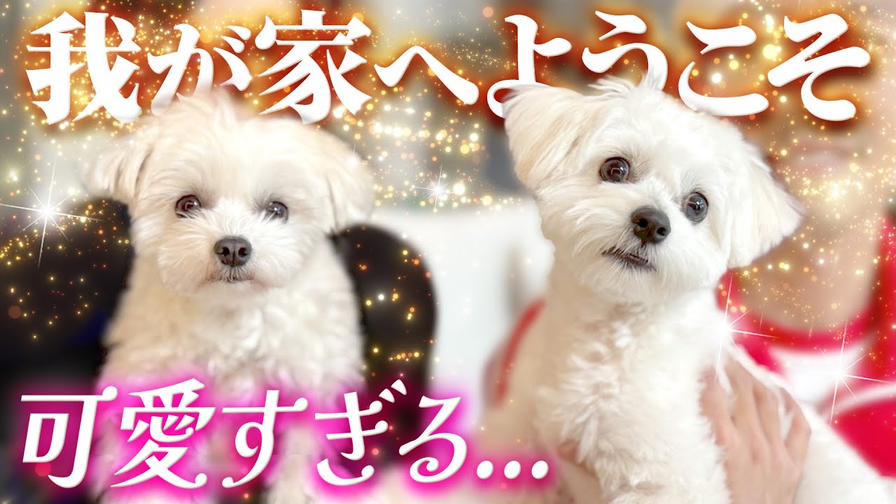 【可愛すぎる…】我が家へようこそ！！