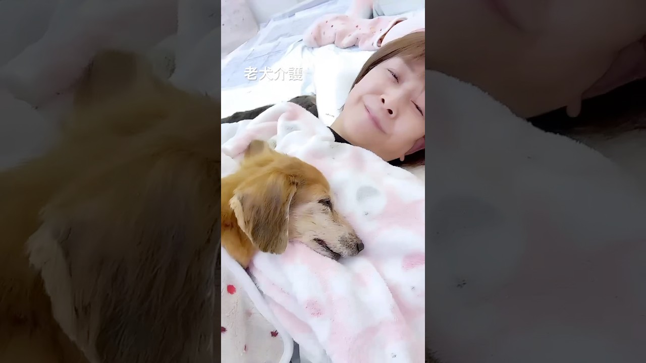 老犬介護　　　　　#犬のいる暮らし #保護犬 #老犬 #心菜しゃん #ミニチュアダックス