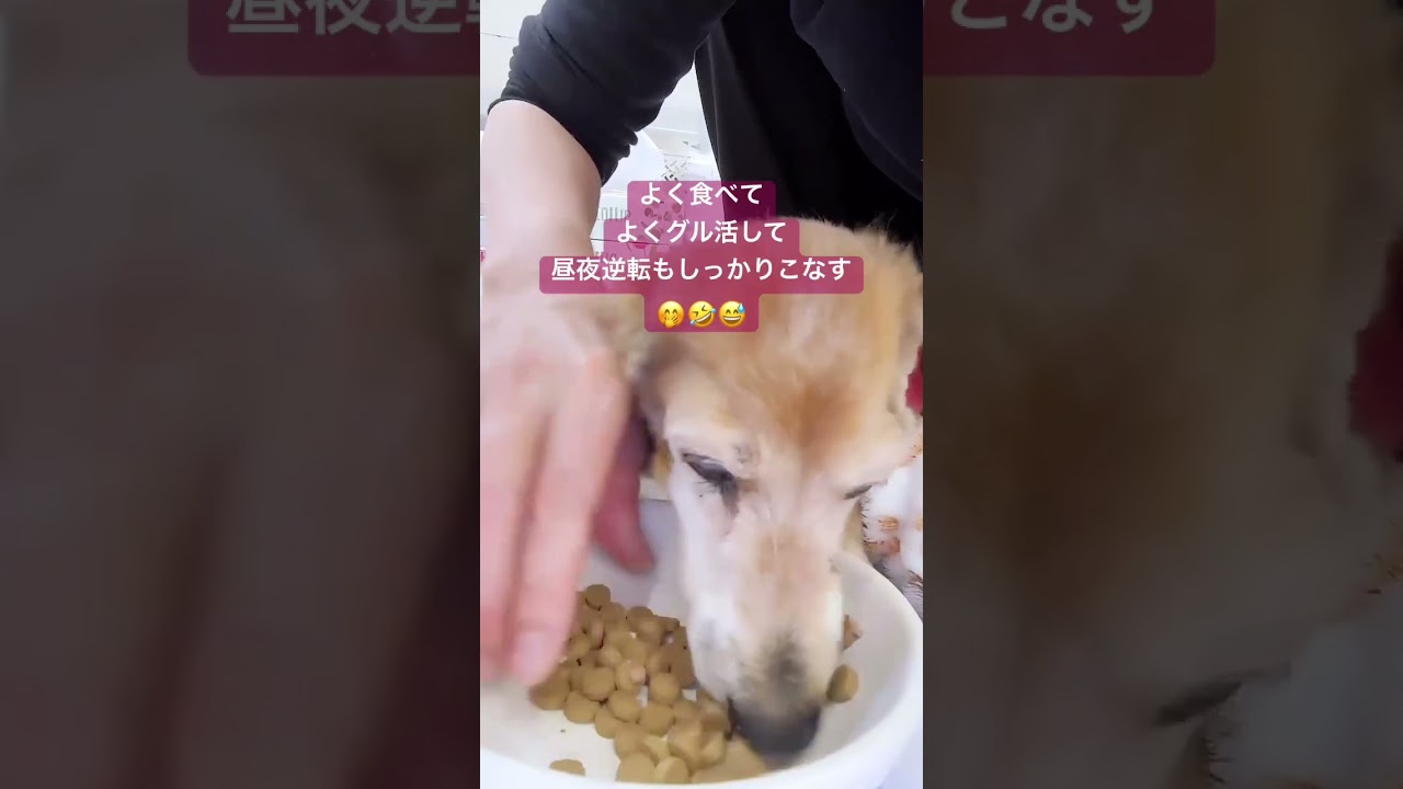 寝たきりからカートお散歩復活（老犬介護）　　　　　#shorts #リブドッグ #老犬の散歩 #保護犬 #犬のてんかん